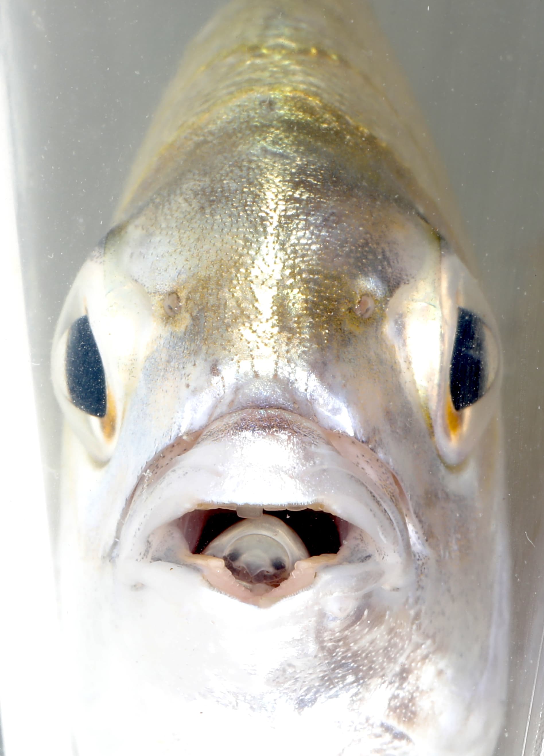 Ceratothoa famosa and the fish, Cape seabream, both alive in the water.