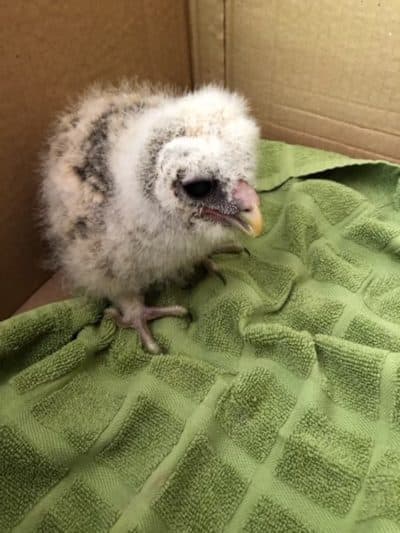 "Owllison" as a baby. Barb rescued the baby owl after it was found in Durham, presumably having fallen out of its nest.