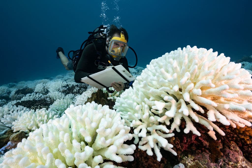 First person: Why clownfish need darkness