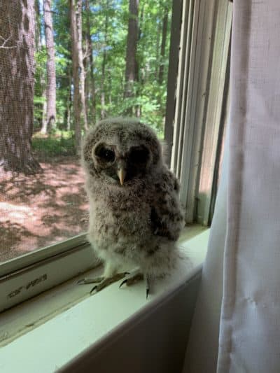 "Owllison" at Barb's home in Chapel Hill. (Courtesy of Barb.)