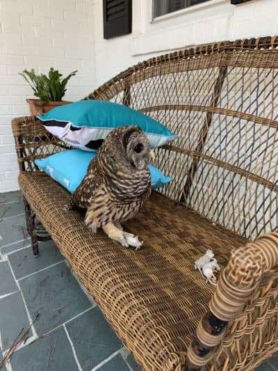"Owllison" enjoying a snack at Barb's home in Chapel Hill.