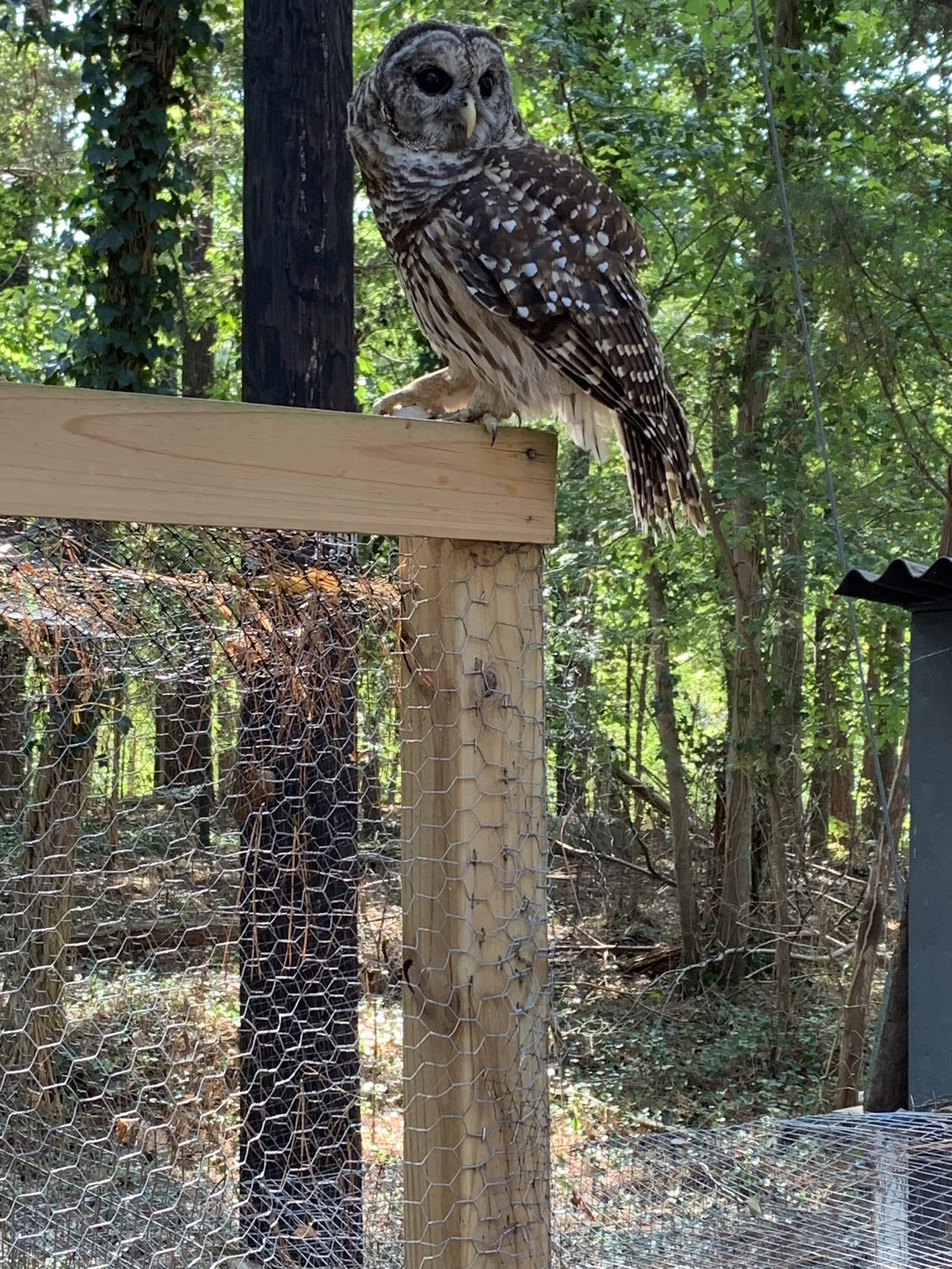 A young owl started visiting students at the University of North Carolina at Chapel Hill last fall. (Courtesy of Barb.)