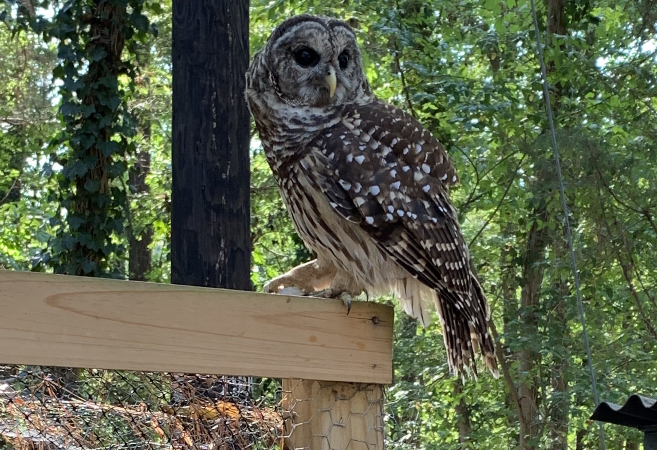 Owl pursuits