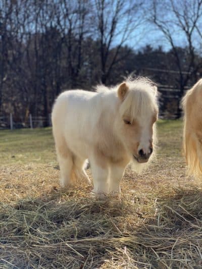 Stewie Vuitton, a miniature horse. Photo courtesy of Lifting Spirits Miniature Therapy Horses