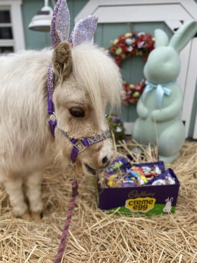 Superstar mini horse Stewie Vuitton and other things that made us smile this week