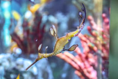 Baby seadragons born in Boston and other stories making us smile this week