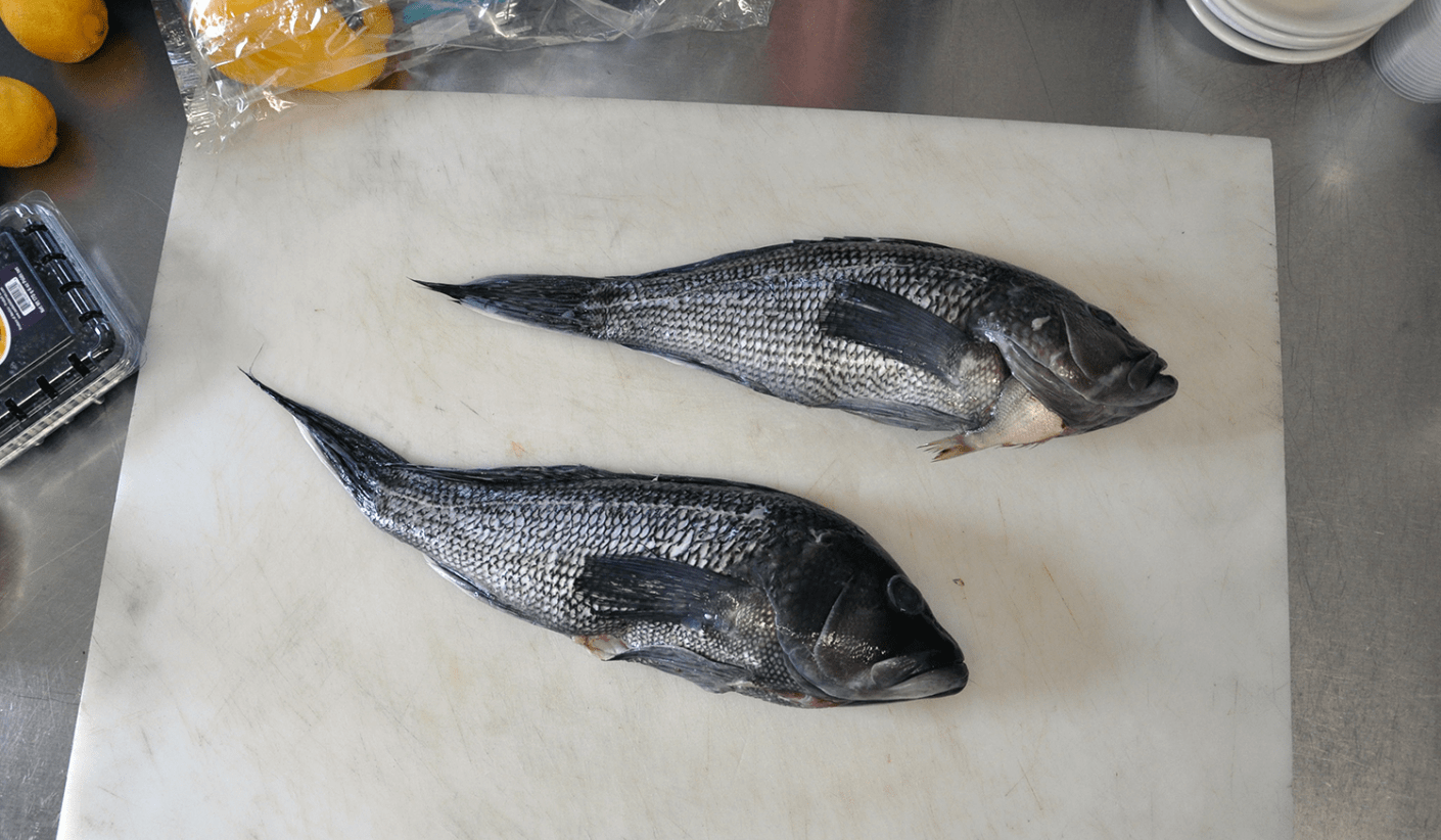 Two black sea bass ready to be prepared at Sly Fox Den Too in Charlestown. (Alex Nunes/The Public's Radio)