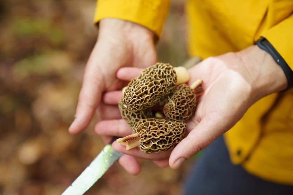 Morel mushrooms. (Raymond Prado)