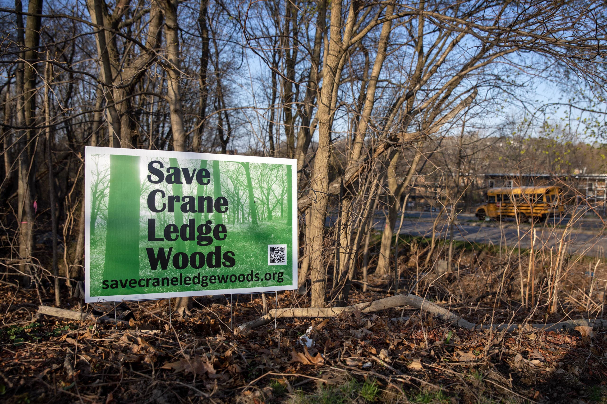 Crane Ledge Woods by American Legion Highway in Hyde Park. (Robin Lubbock/WBUR)