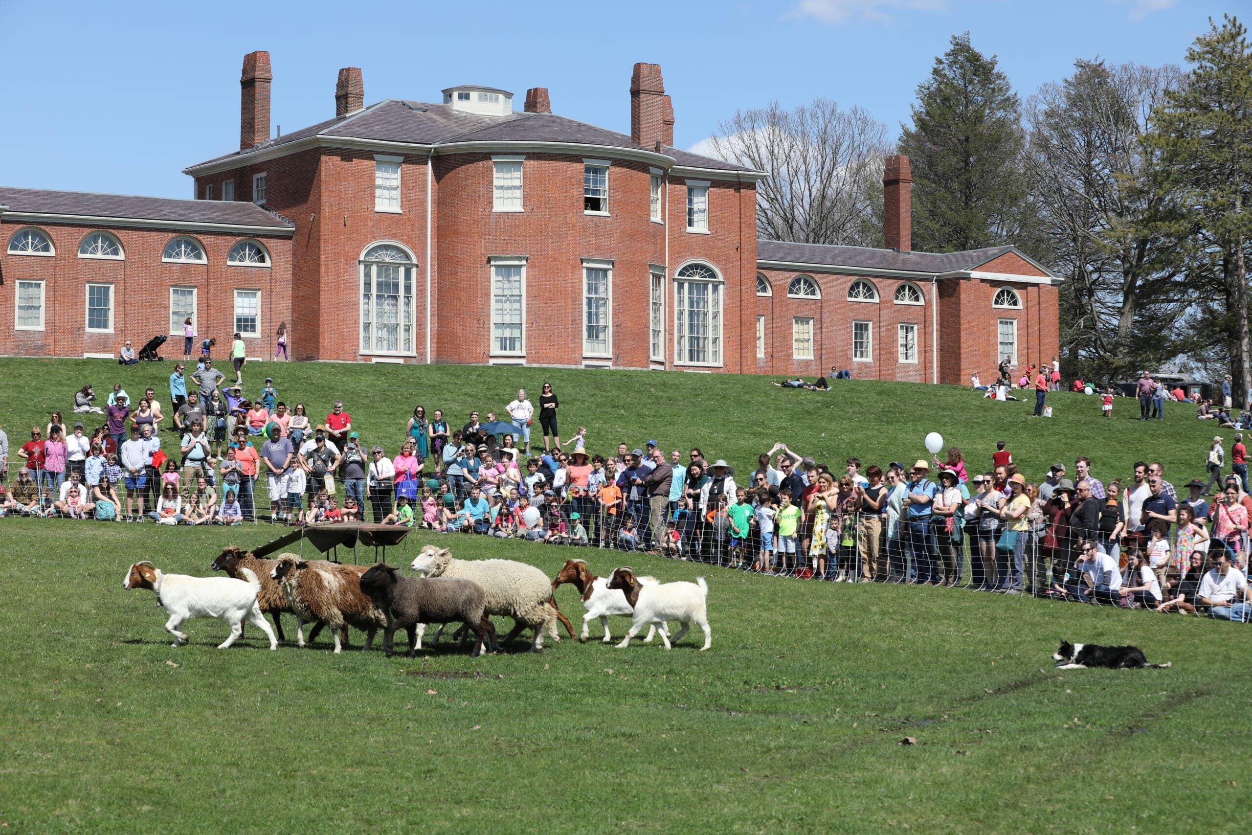 5 things to do this weekend, including Simone Leigh at the ICA and sheepshearing in Waltham