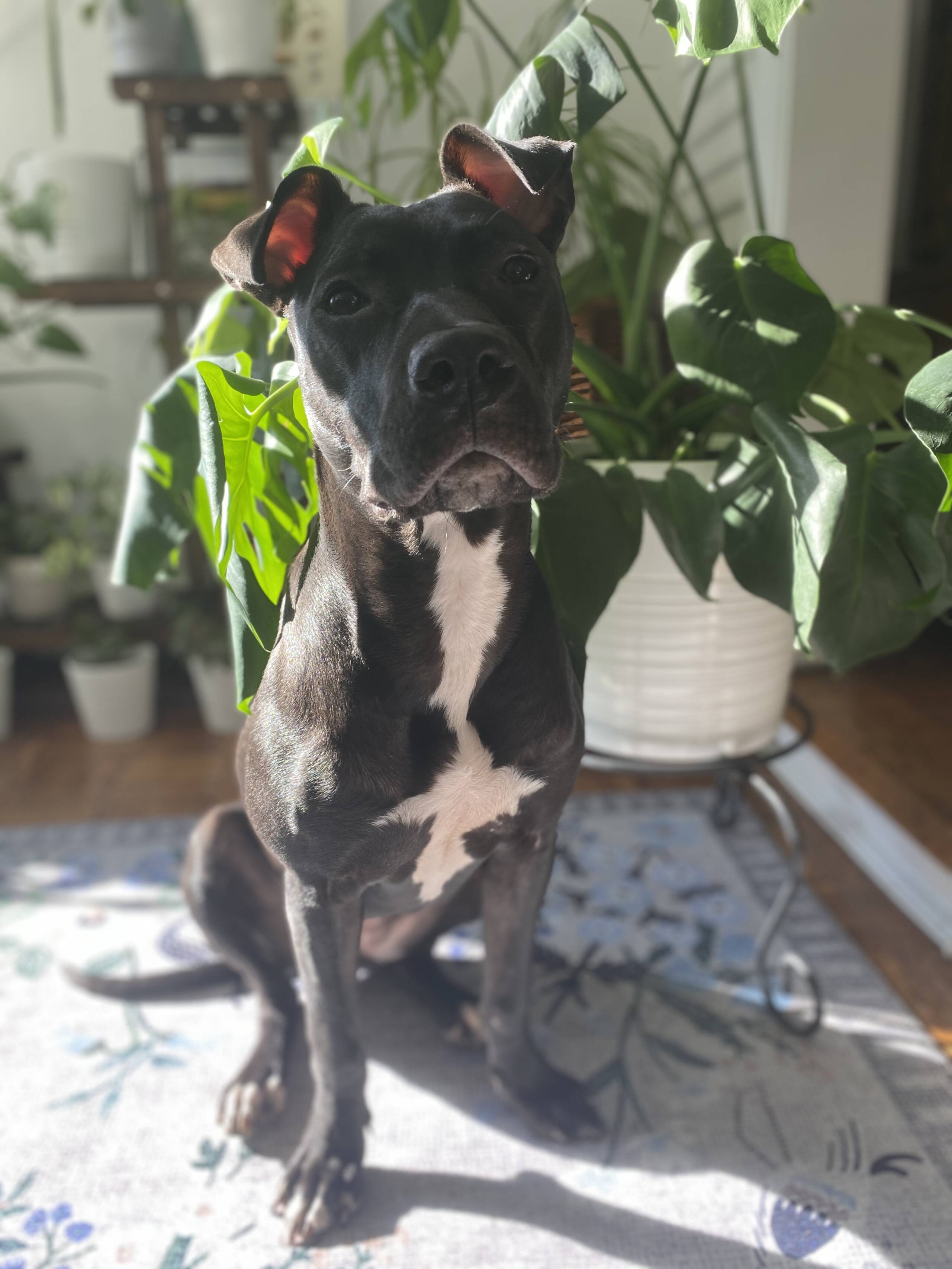 Kenny Torella's dog Evvie. (Courtesy of Kenny Torella)