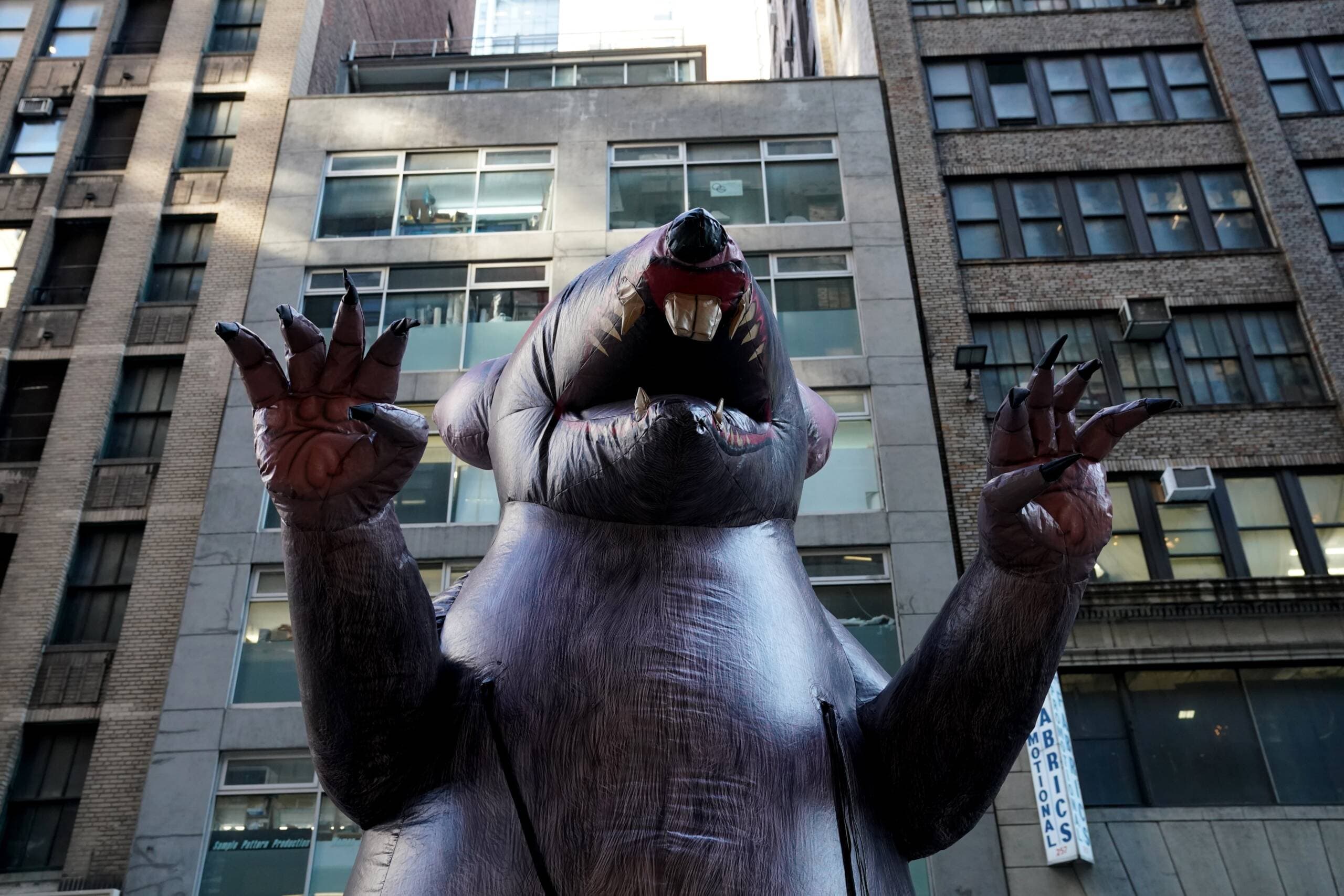 A giant inflatable rat makes its way down the street in midtown New York City November 26, 2019 where it will sit outside a company's office in New York. - American unions have been using ballooned rodents to highlight unfair labor practises since the 1990s. (Timothy A. Clary/AFP via Getty Images)