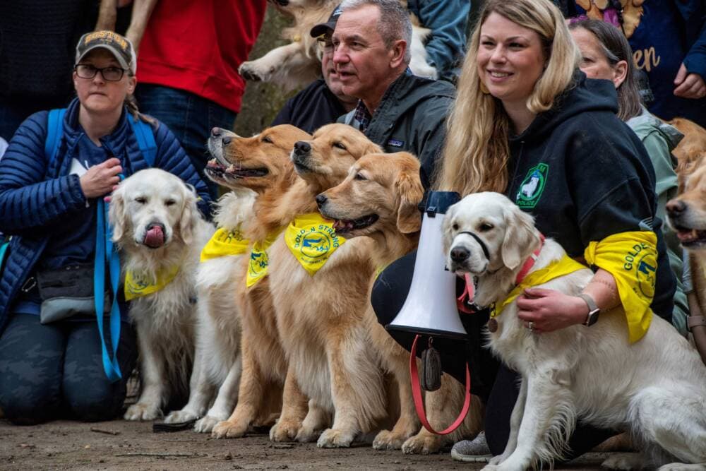 Dozens of golden retrievers gather with their owners, and some other breeds, to pose for photos and play together in Boston, Massachusetts, on April 16, 2023. (Joseph Prezioso/AFP via Getty Images)