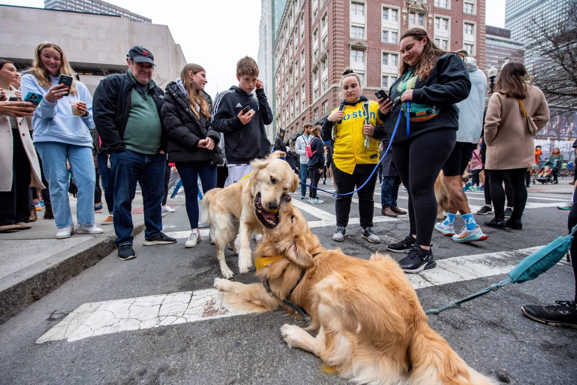 Two golden retrievers play as dozens of golden retrievers, and their owners, stood by the Boston Marathon finish line in Boston, Massachusetts, on April 16, 2023. (Joseph Prezioso/AFP via Getty Images)