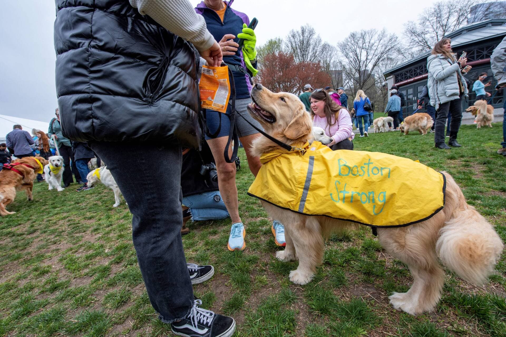 A golden retriever wears an outfit touting Boston Strong as dozens of golden retrievers gather with their owners, and some other breeds, to pose for photos and play together in Boston, Massachusetts, on April 16, 2023. - Boston Strong is a symbol of the strength of Boston coming together after the marathon bombings ten years ago. (Joseph Prezioso/AFP via Getty Images)