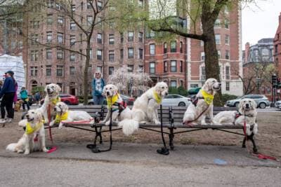 These very good pups honored the late Boston Marathon dog, Spencer, at the Common
