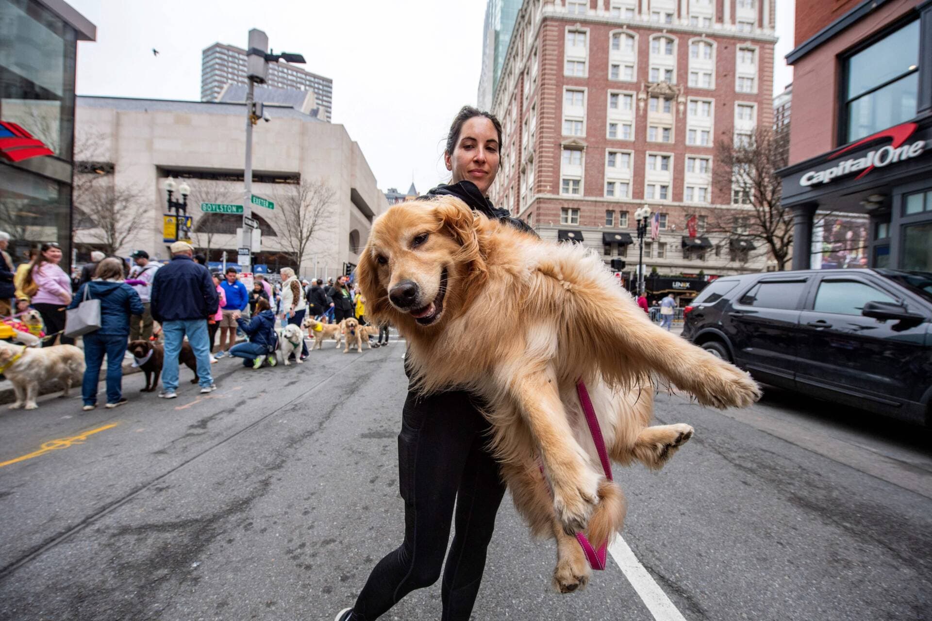 A person carries their retriever away as dozens of golden retrievers, and their owners, walk together by the Boston Marathon finish line in Boston, Massachusetts, on April 16, 2023. (Joseph Prezioso/AFP via Getty Images)