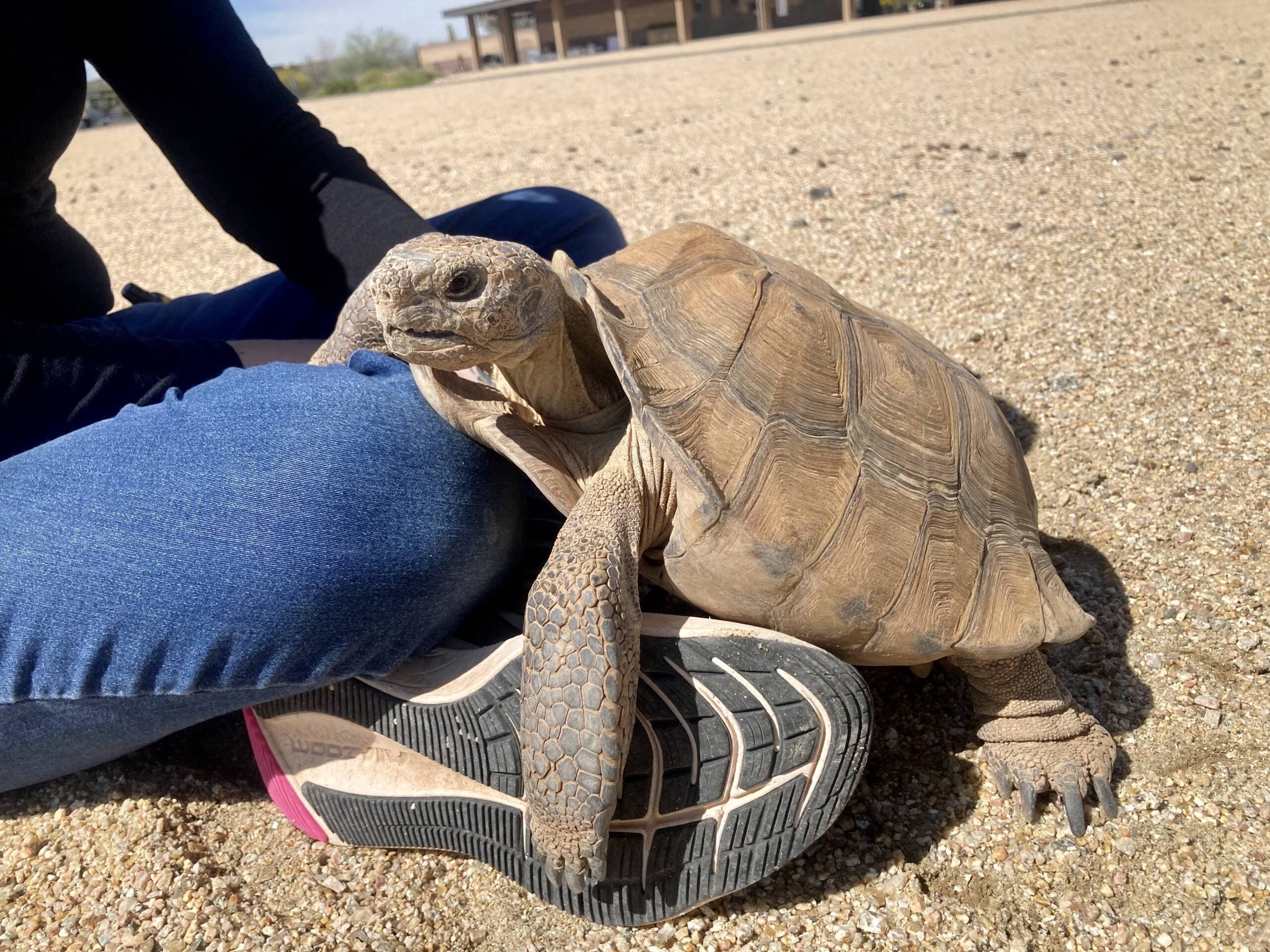 Every desert tortoise has its own personality, according to the Arizona Game and Fish Department's Tegan Wolf. Thanos the tortoise even likes to climb onto Wolf's lap for attention. (Peter O'Dowd/Here & Now)