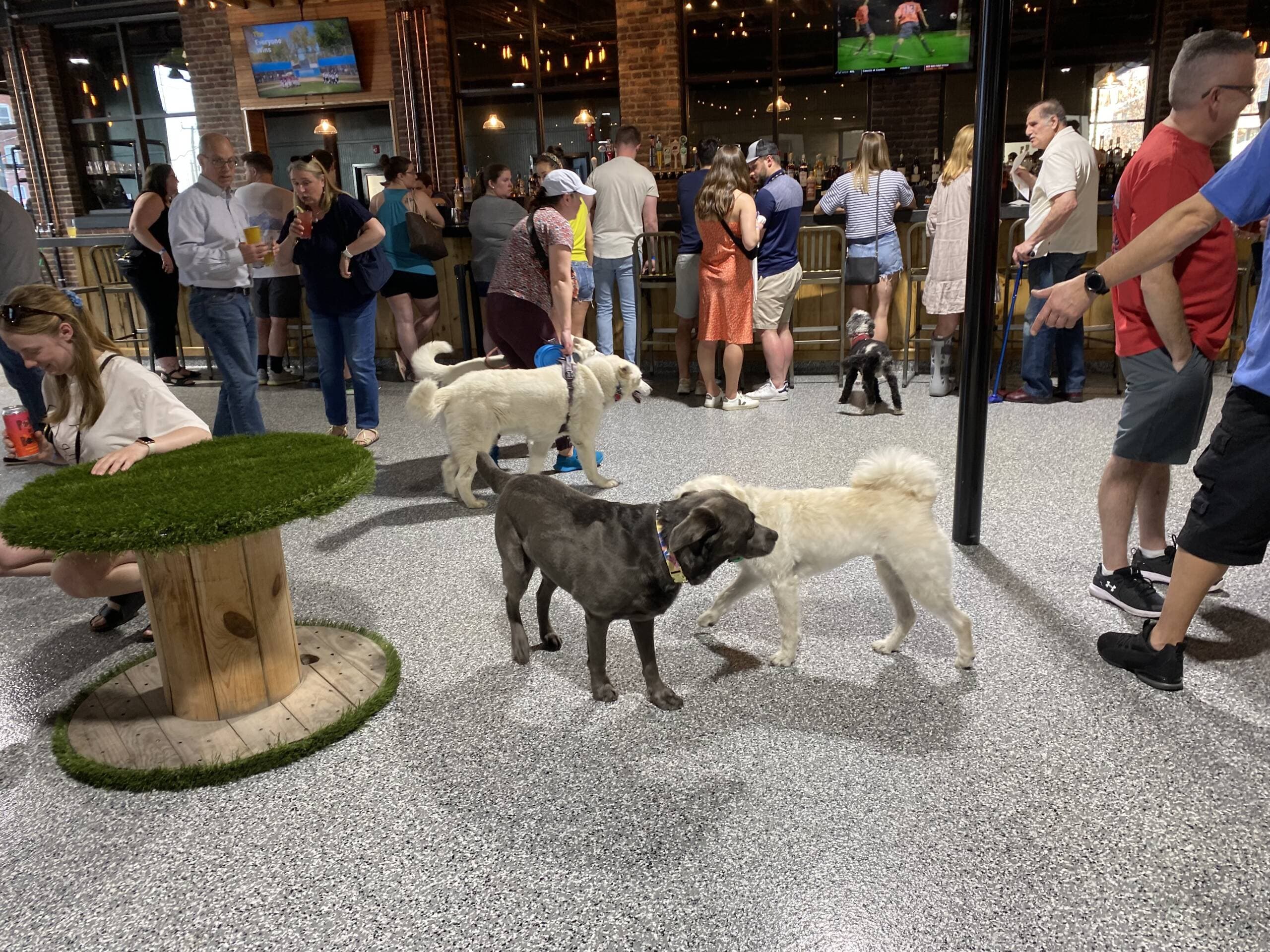 Dogs and their owners socializing at Park-9. (Andrea Shea/WBUR)