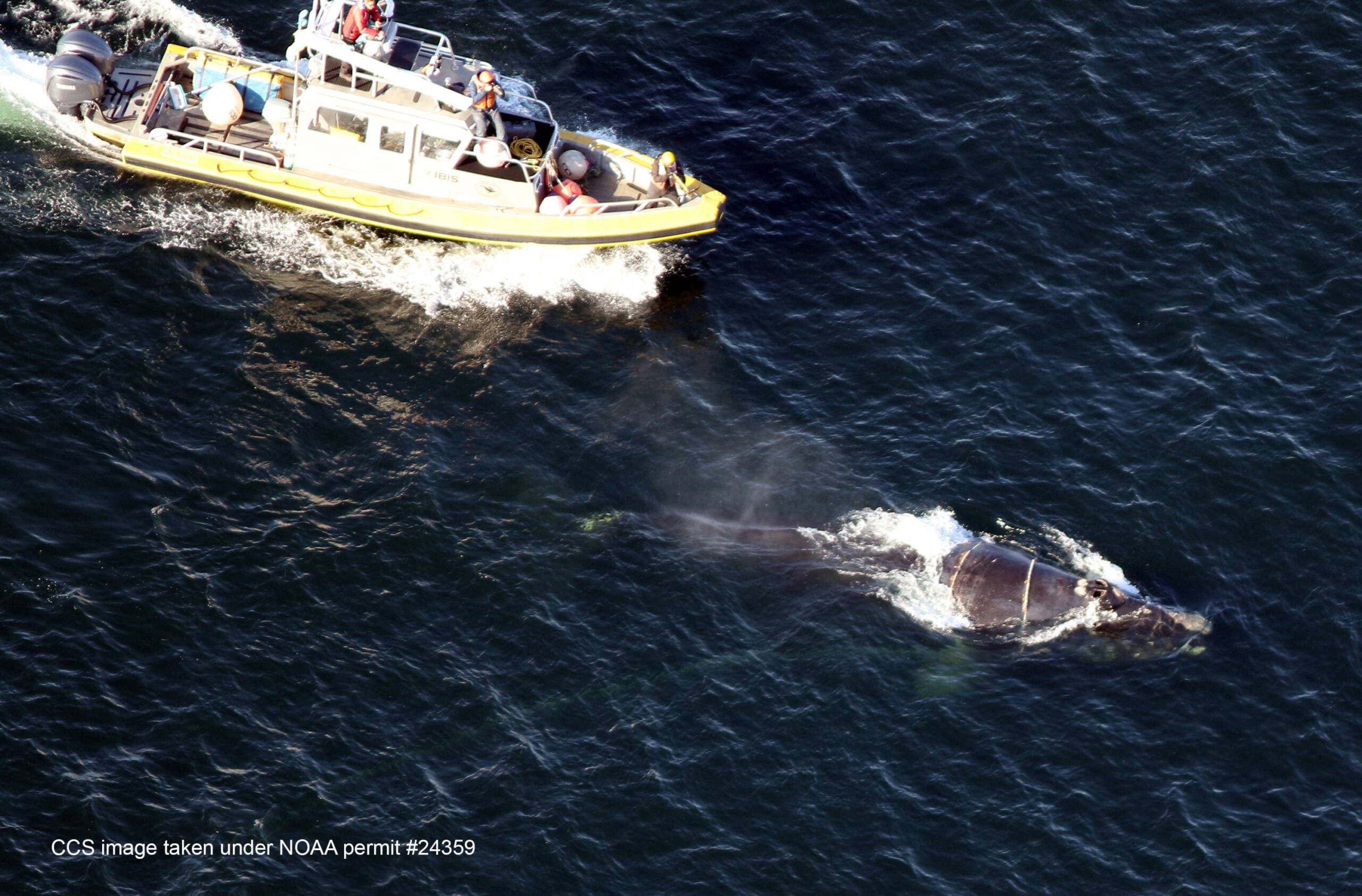 Members of the Center for Coastal Studies Marine Animal Entanglement Response team attend to the entangled whale #4545 on March 29. (Courtesy Center for Coastal Studies)