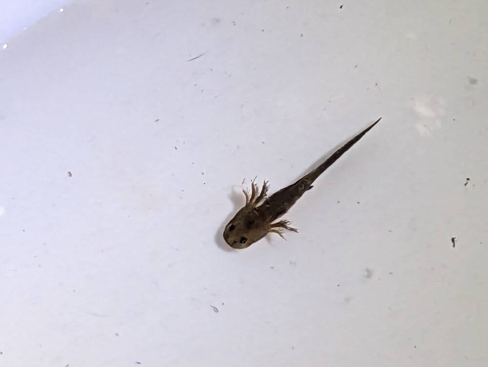 A marbled salamander larva swims in a tray of water.