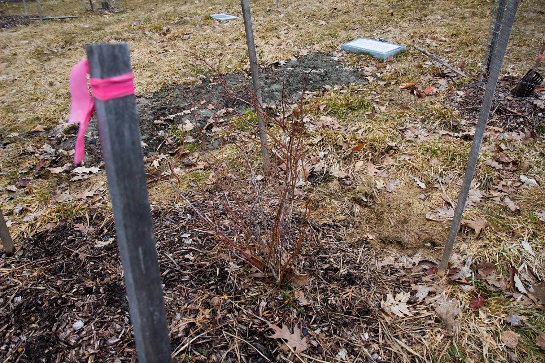 Green Mount is adding blueberry bushes, apple trees, and wildflowers to their natural burial section. Healy said he didn't think it would take off as fast as it did. (Elodie Reed/Vermont Public)