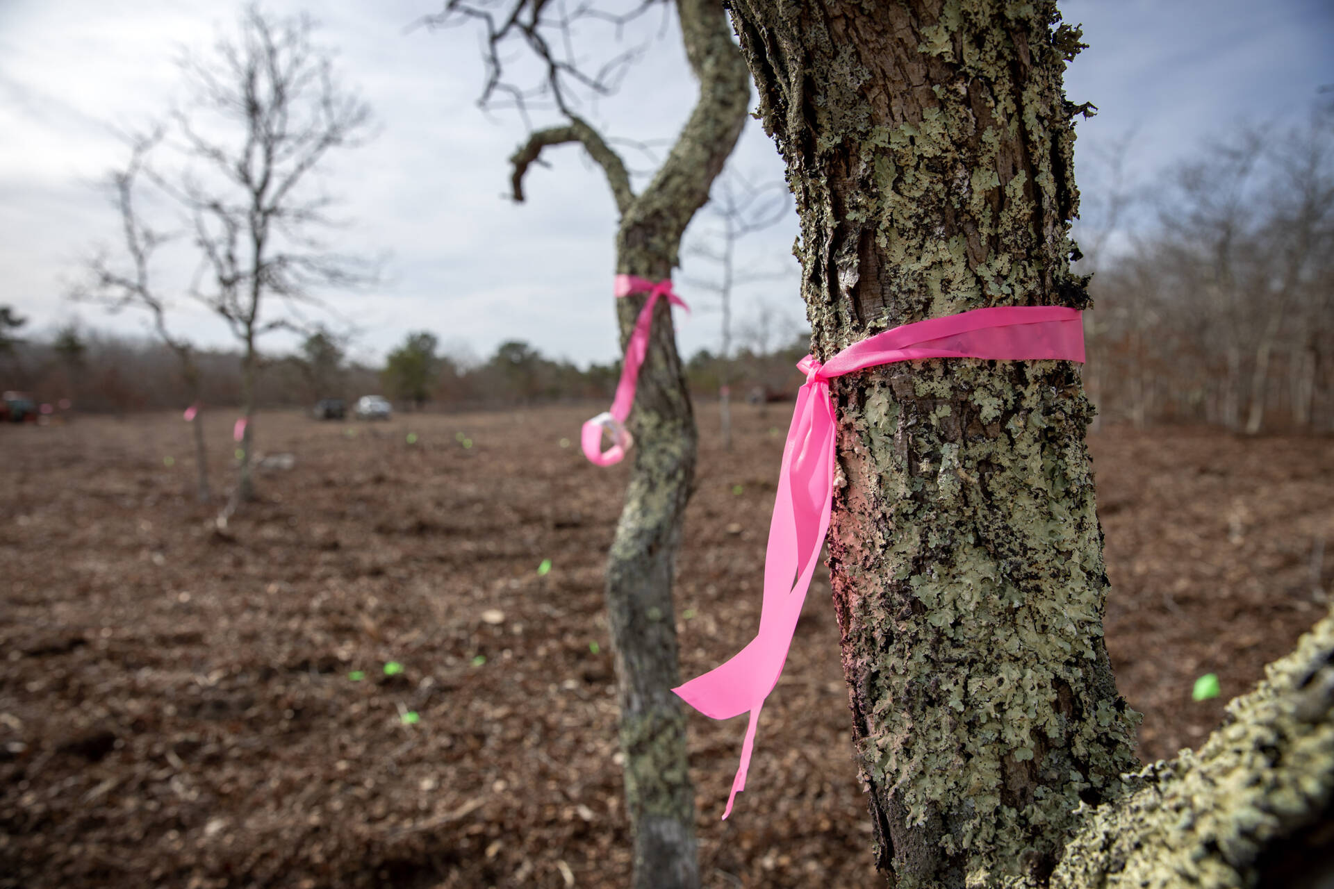 Pink tags mark oak trees that will be preserved in the woodland restoration process. (Robin Lubbock/WBUR)