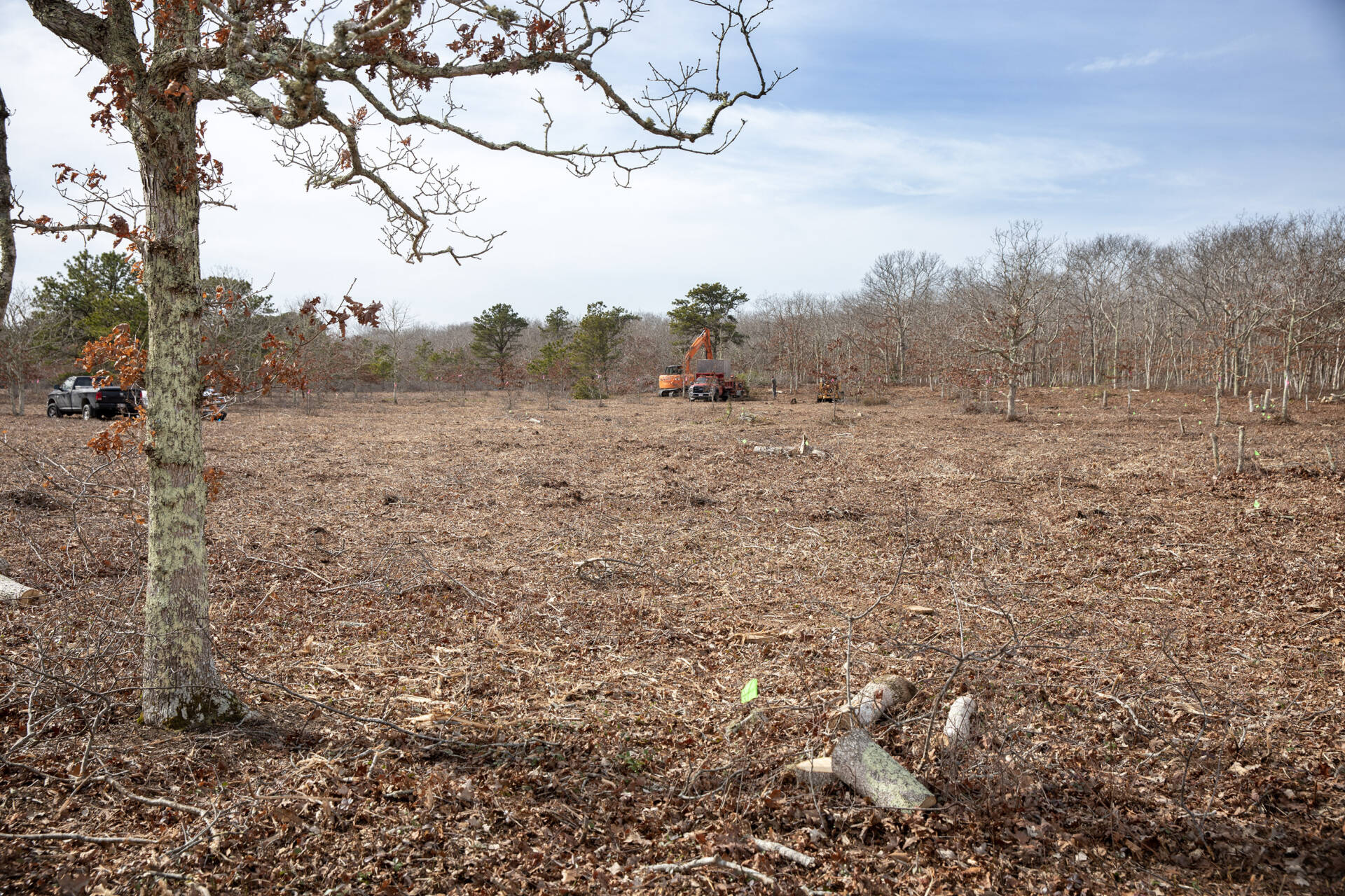 A crew clears unmanaged woodland as part of The Nature Conservancy's project to restore the 