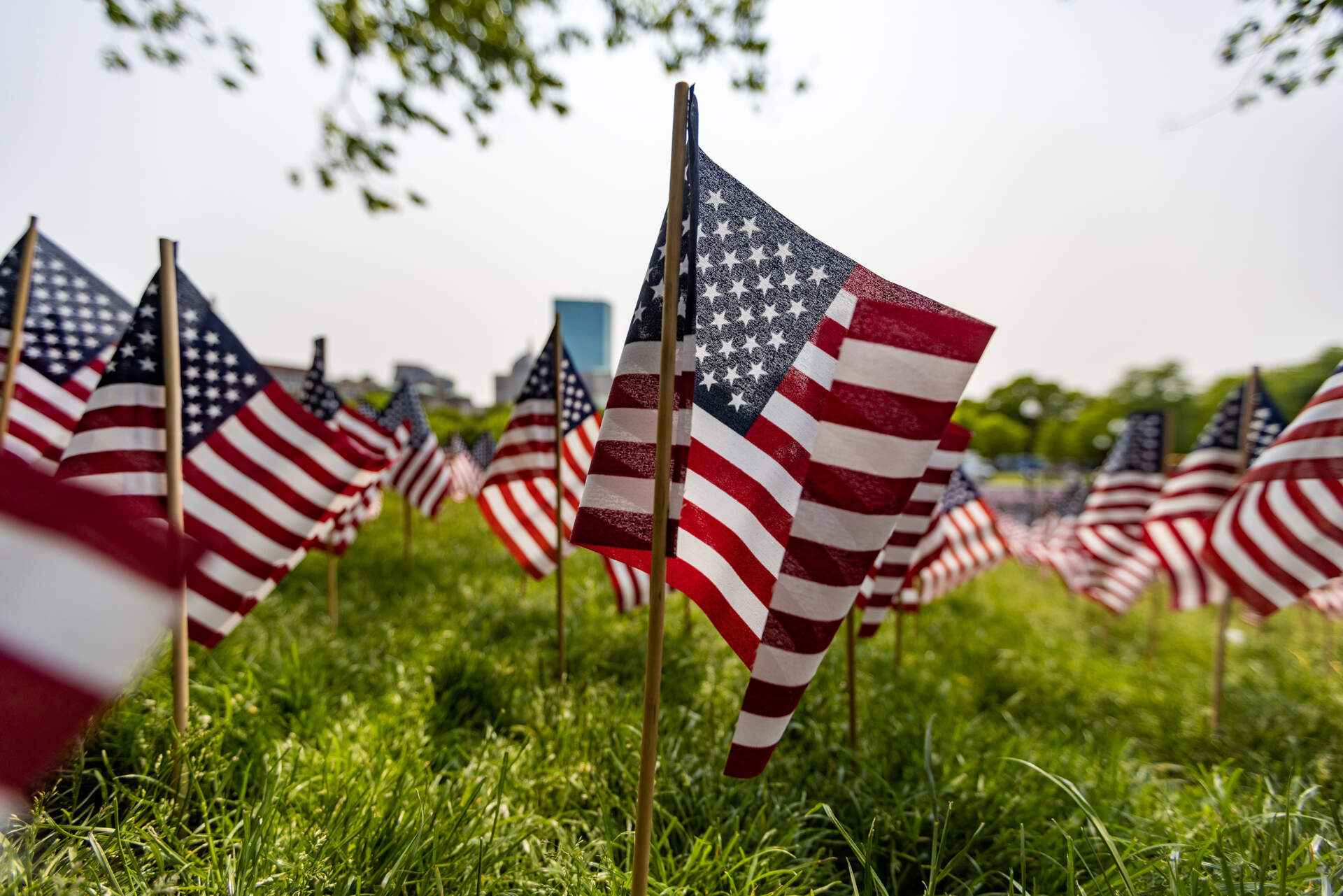 See the 37,000 flags fly on Boston Common for Memorial Day | WBUR News