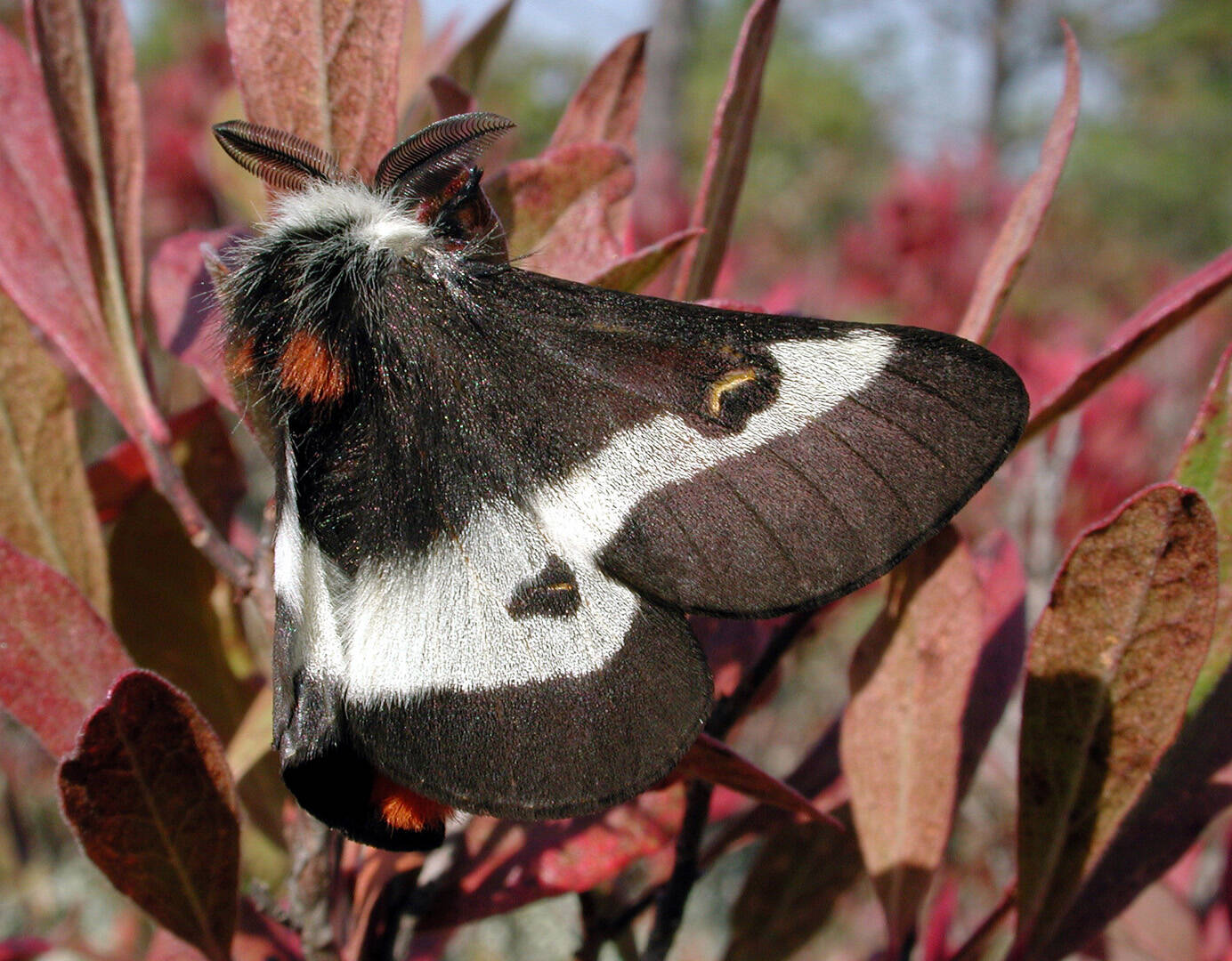 A Buck moth. Photo by Mike Nelson