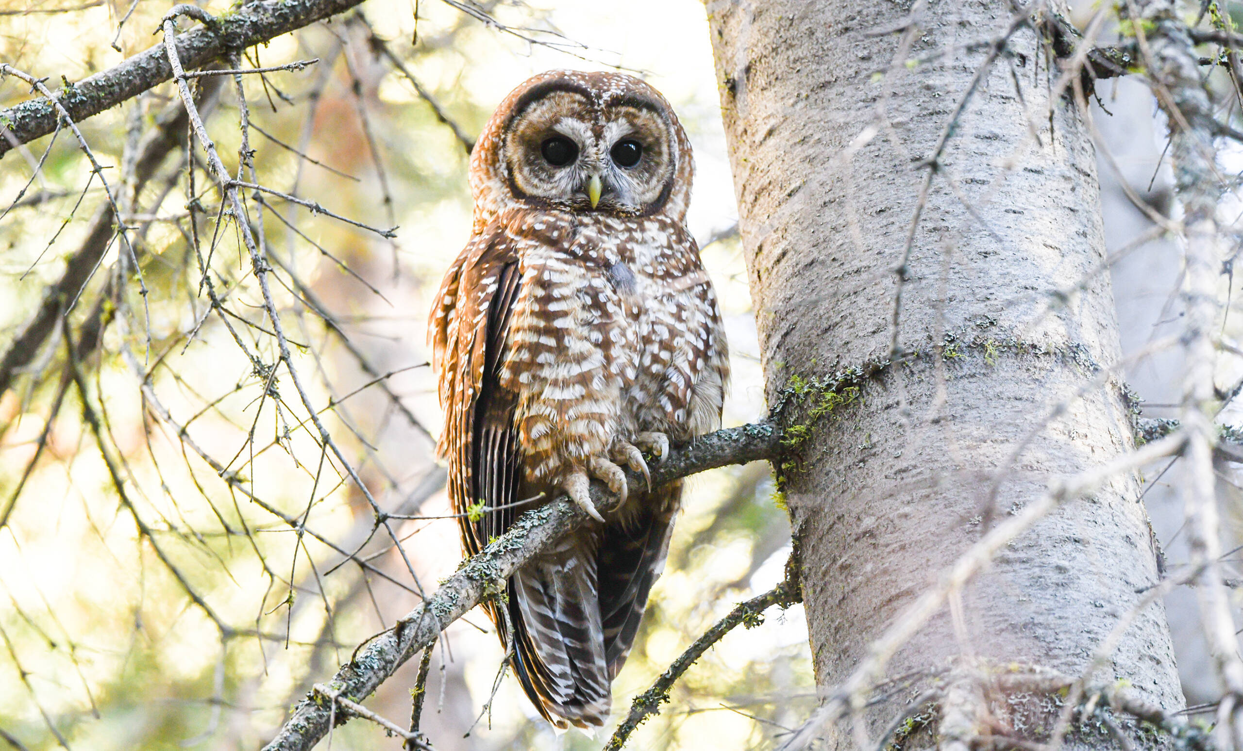 California Spotted Owl. (Anders Gyllenhaal)
