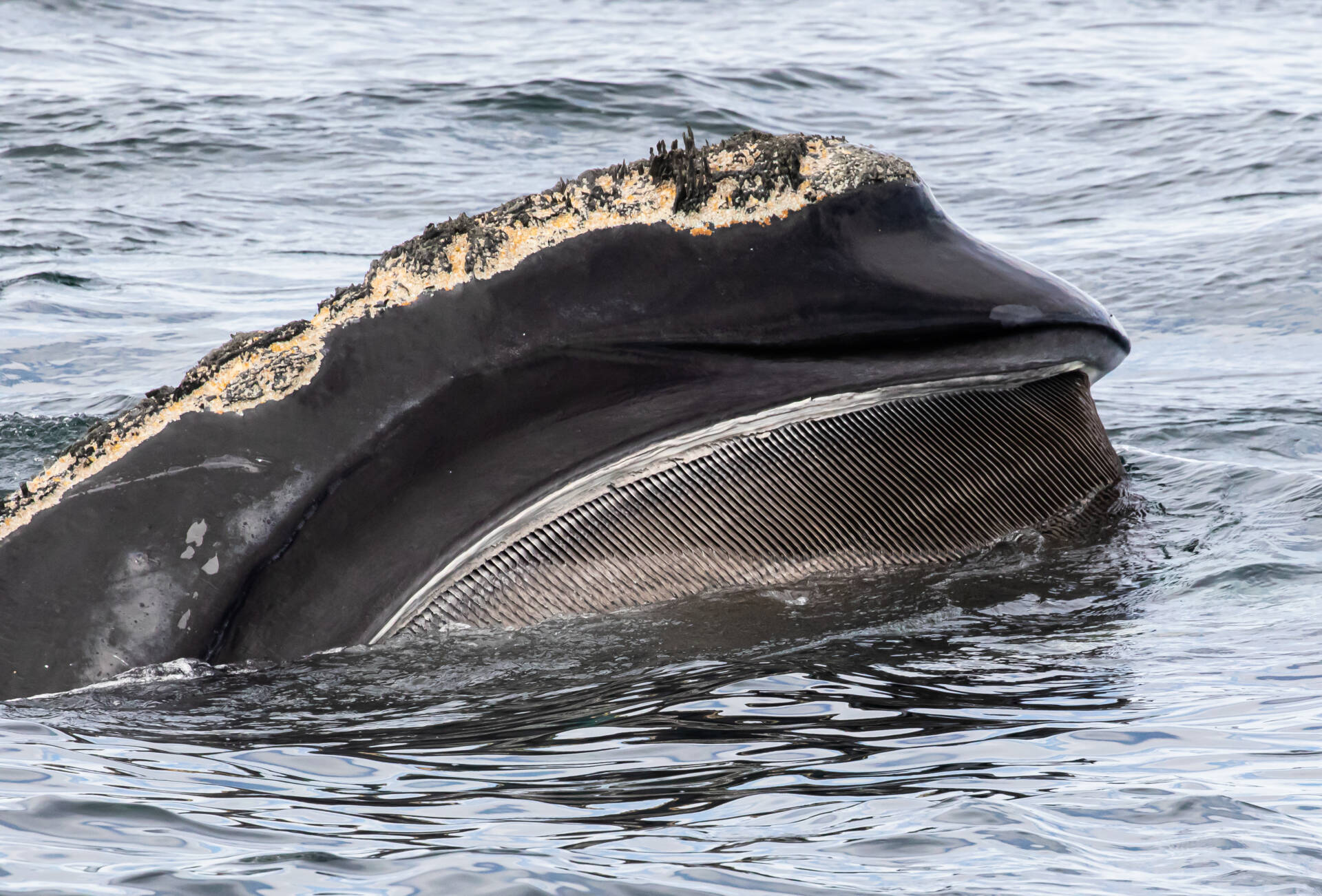 Right whale feeding in a high DMS area. (Photo taken under Permit No. 21371-01 to NMFS Northeast Fisheries Science Center. Credit: Peter Trull)