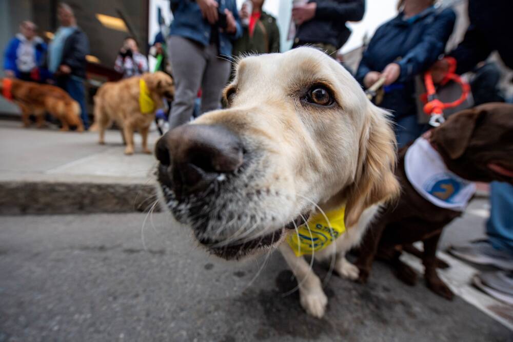 A golden retriever during a gathering of dozens of dogs and their owners in Boston. (Joseph Prezioso/AFP via Getty Images)