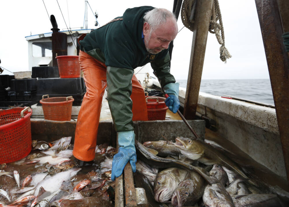 Fisherman David Goethel sorts cod and haddock while fishing off the coast of New Hampshire, April 23, 2016. (Robert F. Bukaty/AP)