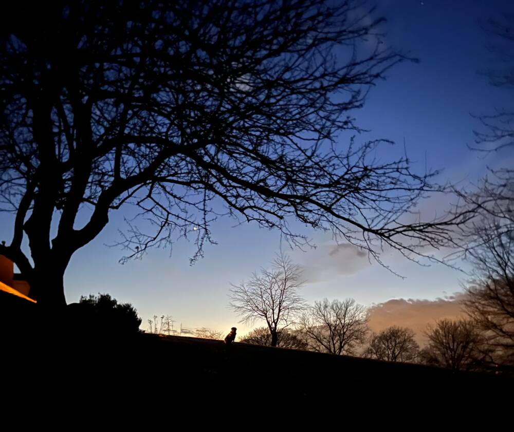 The author's dog on one of their evening walks. (Courtesy Kate Baer)