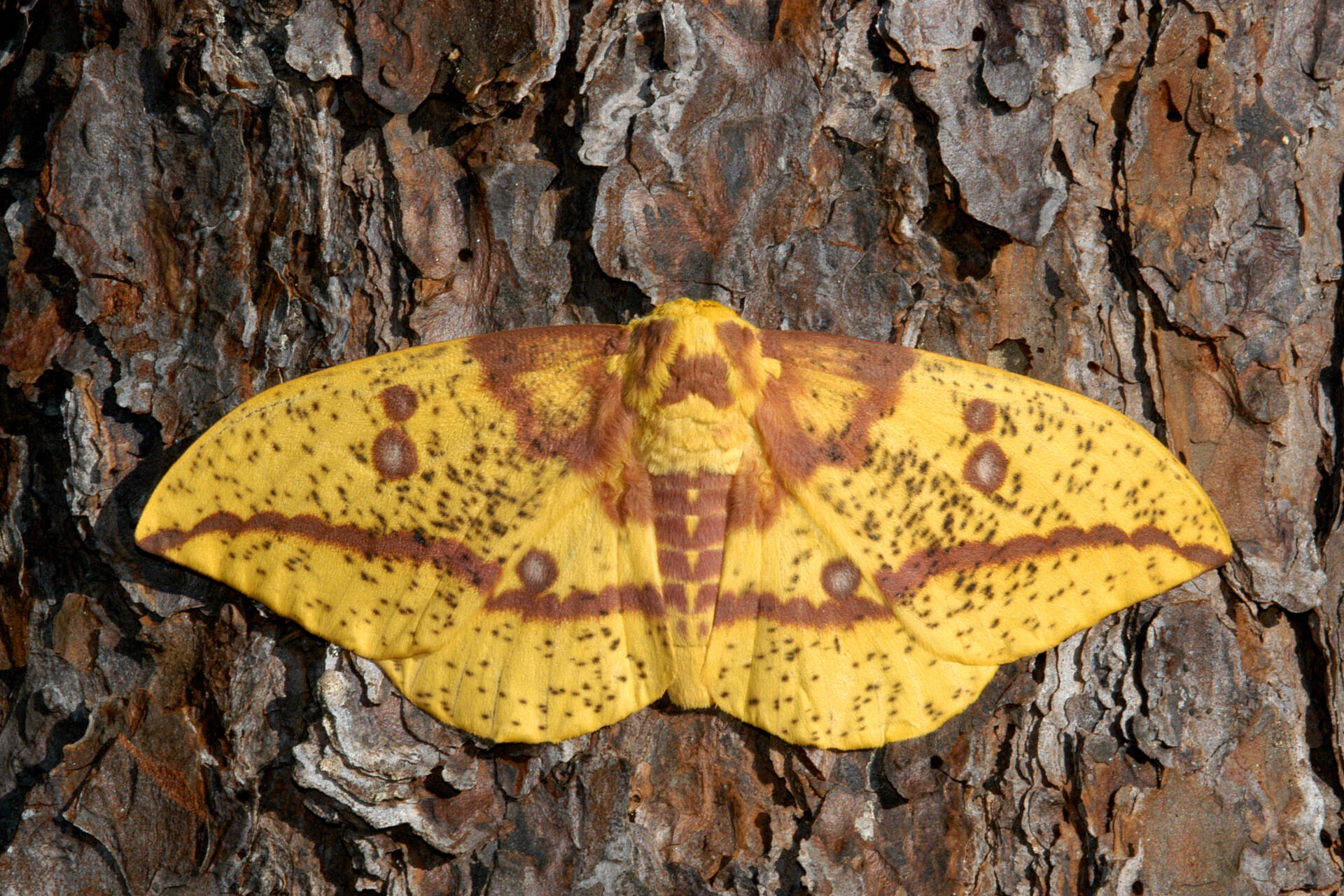 An Imperial moth. Photo by Mike Nelson