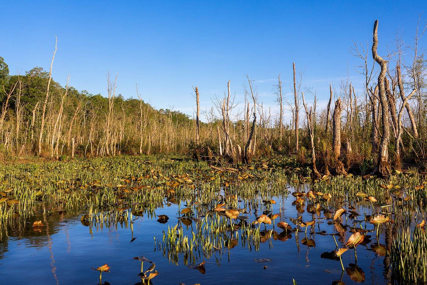 Dead ash grove, Mattawoman Creek, a tributary of the Potomac River in Maryland. (Leslie Brice/Ash Forest Project)
