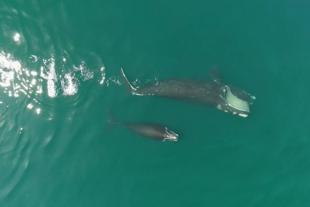 Right whale Aphrodite and her calf in Cape Cod Bay. (Photo taken under permit 21371 by Lisa Conger, Northeast Fisheries Science Center)