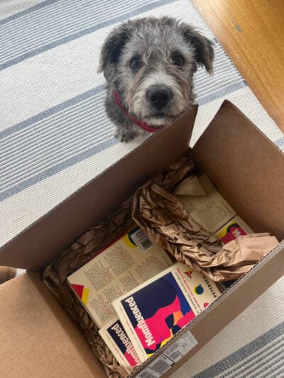 Harry the puppy, attending the unboxing of the author's book, in 2023. (Courtesy Sara Peterson)