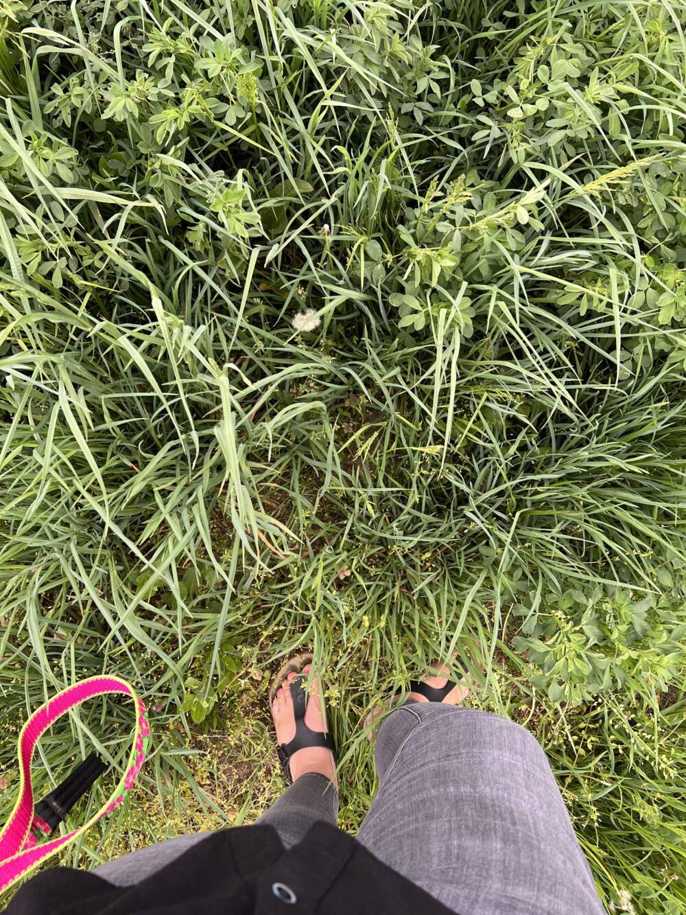 A photo taken on one of the author's evening walks with her dog. (Courtesy Kate Baer)