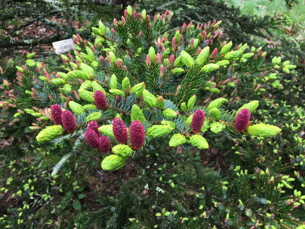 Spruce cones in Spring at the Arnold Arboretum. This one has both male and female buds. Photo by William (Ned) Friedman.
