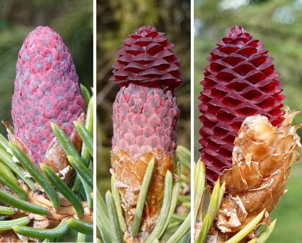 CAPTION: The three cones on the Lijiang spruce at the Arnold Arboretum. A male, pollen-producing cone is on the left; a female, seed-producing cone is on the right. In the middle is thehermaphrodite cone with pollen-producing structures at the base and seed-producing structures at the top. 