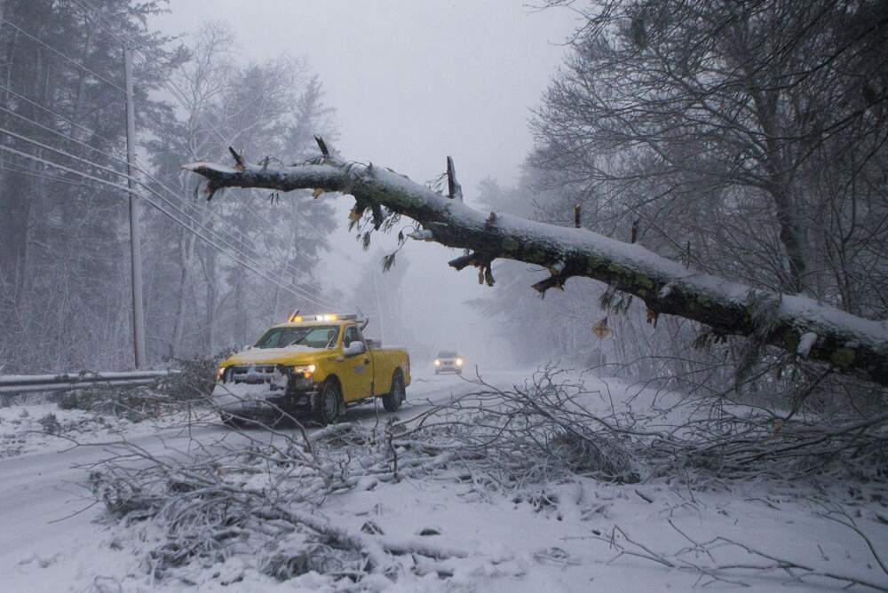 A Massachusetts Department of Transportation vehicle arrives where a tree has fallen across route 53 in Pembroke. (Jesse Costa/WBUR)