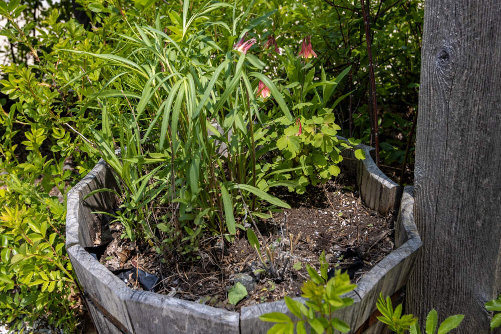 A variety of wild native plants for pollinators to explore in an old wooden barrel at the Mass Audubon's Broad Meadow Brook Conservation Center and Wildlife Sanctuary in Worcester, examines oak tree leaves for any caterpillar activity. (Jesse Costa/WBUR)