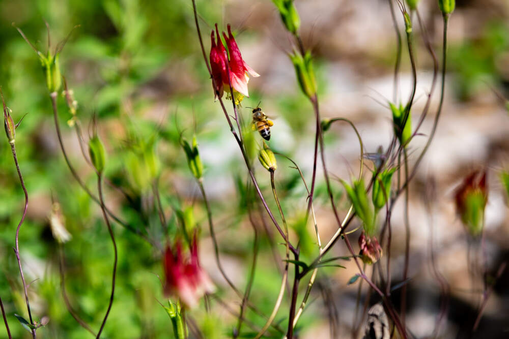 A honey bee flies into the bloom of a Columbine flower to get some pollen in the pollinator garden at the Weld Research Building of the Arnold Arboretum. (Jesse Costa/WBUR)