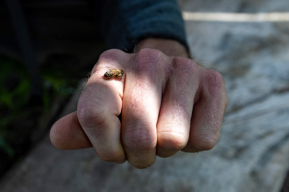 A honey bee rests on the hand of Brendan Keegan, horticultural expert at the Weld Hill Research Building of the Arnold Arboretum. (Jesse Costa/WBUR)