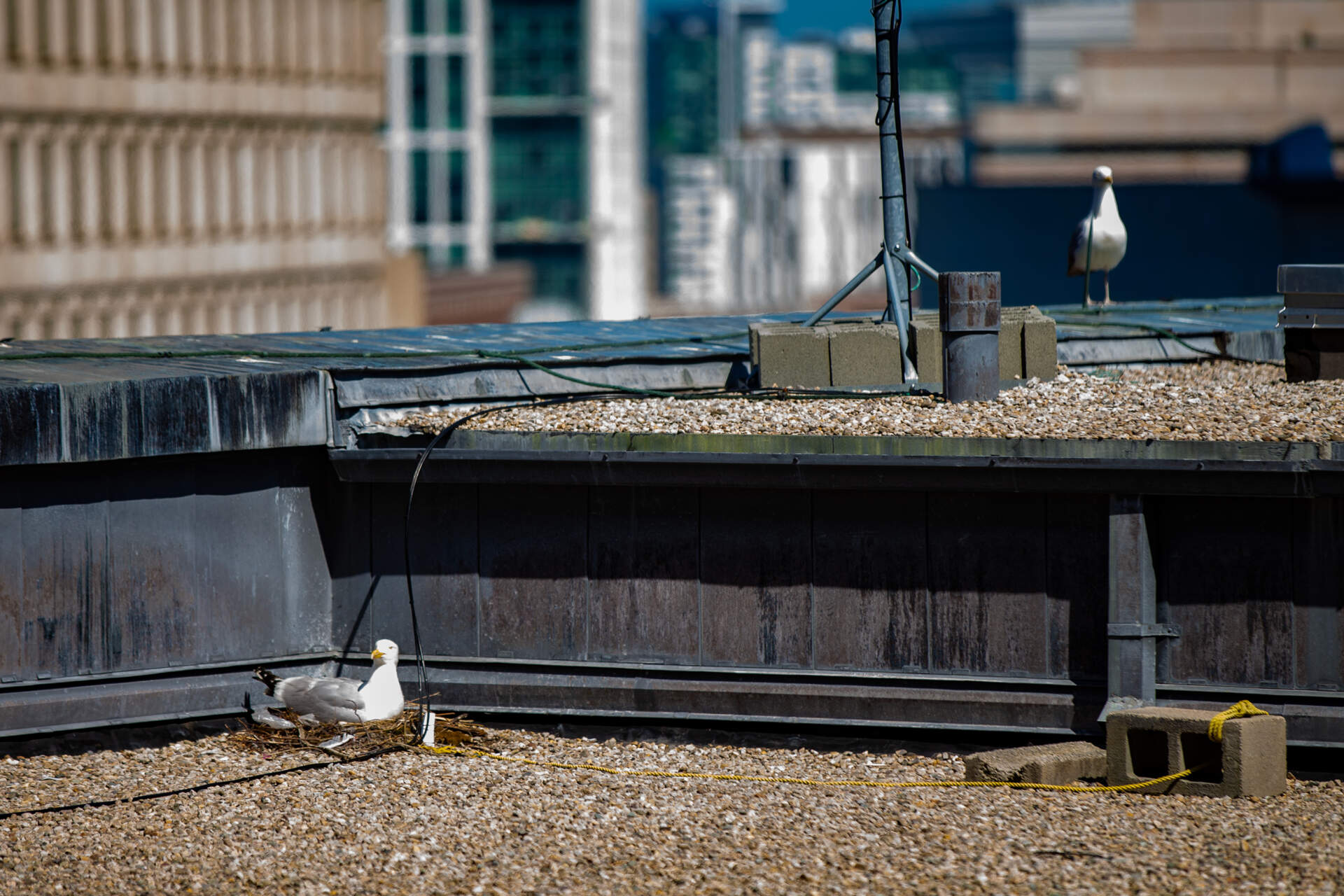 Seagulls nesting on the roof of City Hall. (Jesse Costa/WBUR)