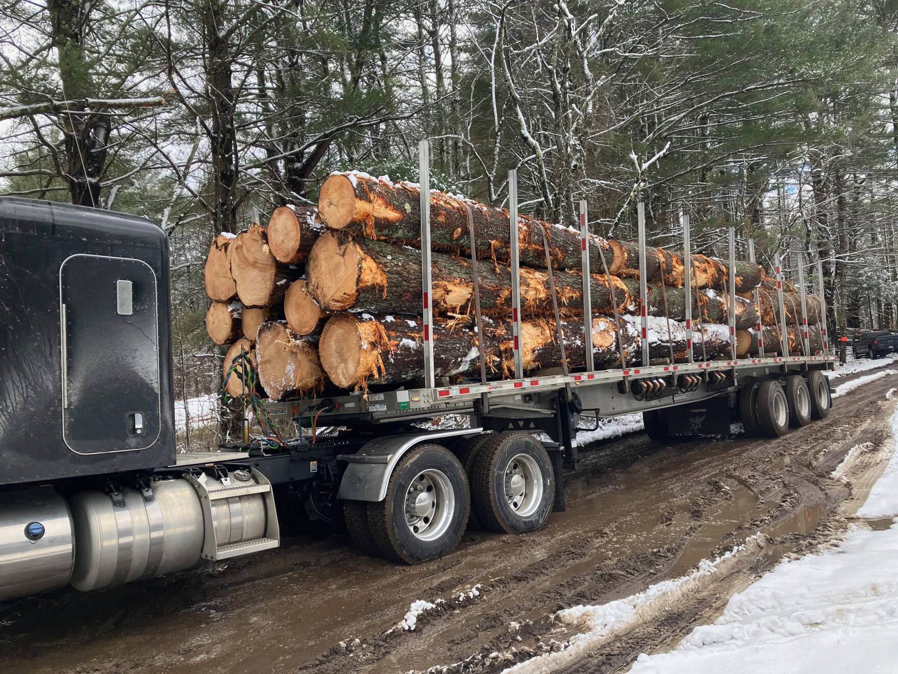 A truckload of recently harvested white pine trees, in March 2023. The trees were cut on a privately owned forest in Belchertown, Massachusetts. (Nancy Eve Cohen/NEPM)