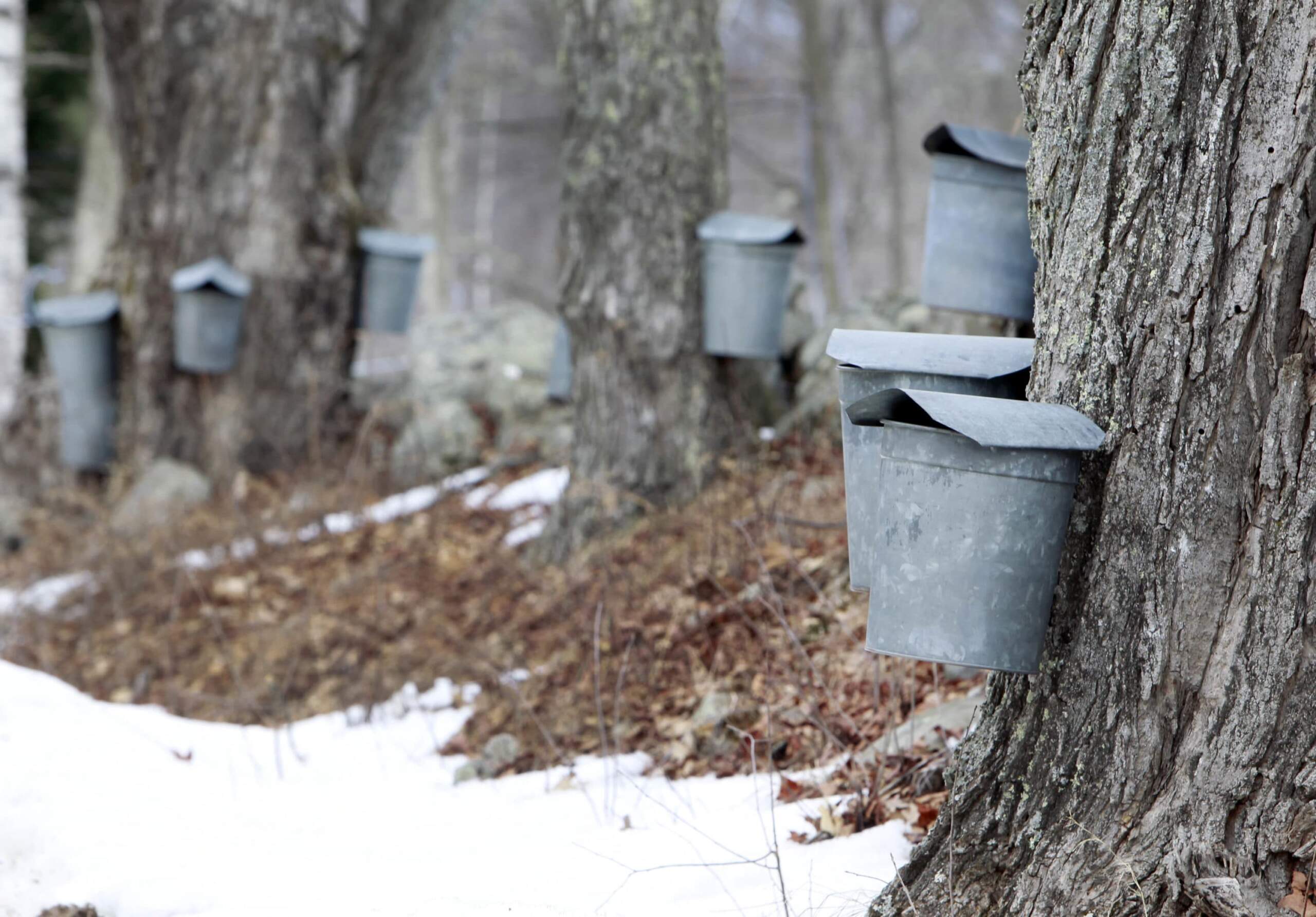 Sap buckets hang from maple trees, Wednesday, March 19, 2014 in Loudon, N.H. New England senators are proposing legislation to help the region’s syrup producers. (AP Photo/Jim Cole)