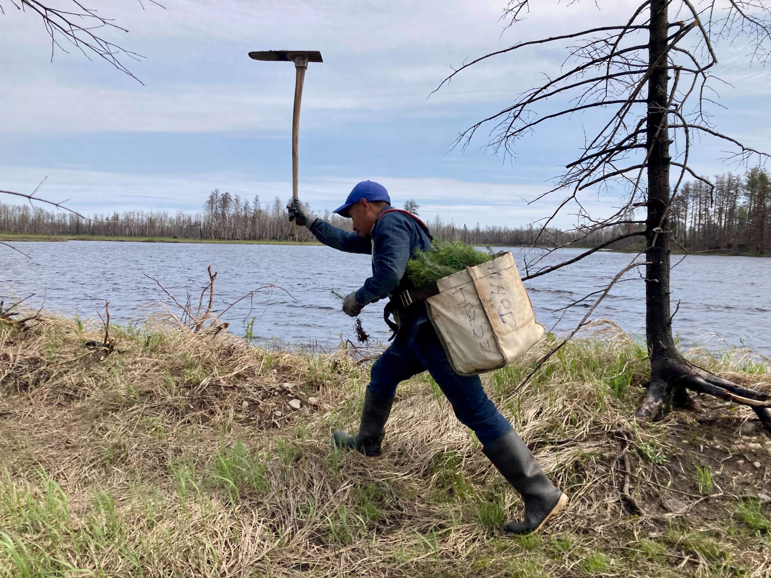 A crew member with the Nature Conservancy plants new climate-adapted trees on an island in Superior National Forest that was struck by fire in 2021. (Peter O'Dowd/Here & Now)